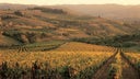 Fontodi