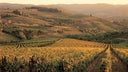 Fontodi