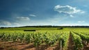 Domaine David Duband