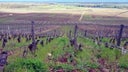 Domaine Naudin-Ferrand