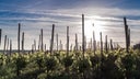 Domaine des Roches Neuves