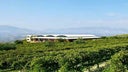 Gaia Wines