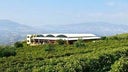 Gaia Wines