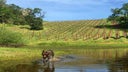 Decoy Wines