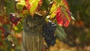 Domaine Arlaud