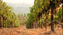 DuMOL Winery LLC