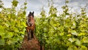Domaine Michel Magnien - Frederic Magnien