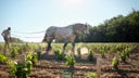 Chateau Malartic Lagraviere