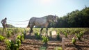 Chateau Malartic Lagraviere