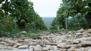 Domaine Drouhin Vaudon