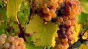 Domaine Baumard