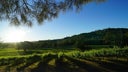 Ironstone Vineyards