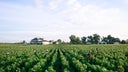 Chateau Haut-Bailly