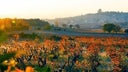 Clos du Mont-Olivet