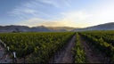 J. Lohr Vineyards & Wines