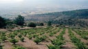 Compania de Vinos Telmo Rodriguez