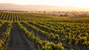 Meiomi Wines