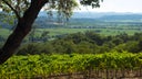 Alexander Valley Vineyards