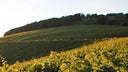 Weingut Forstmeister Geltz-Zilliken