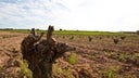 Bodegas Castano
