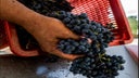 Azienda Vitivinicola Duemani