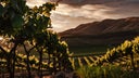Beau Vigne