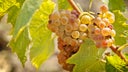 Weingut Egon Muller