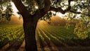 Stag's Leap Wine Cellars