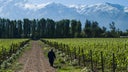 Vina Aquitania