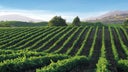 Clos du Bois