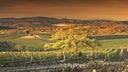 Castiglion del Bosco