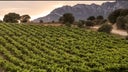 Bodegas Faustino