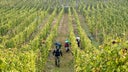 Weingut Dr. Loosen