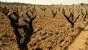 Chateau Rayas