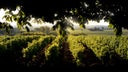 Chateau d'Yquem