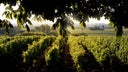 Chateau d'Yquem