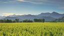 Cloudy Bay Vineyards