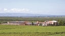 Azienda Vinicola Rivera