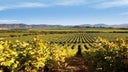 Ventisquero Wine Estates