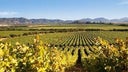 Ventisquero Wine Estates