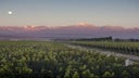 Chakana Wines