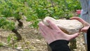 Domaine Francois Raveneau