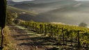 Montevertine