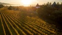 Francis Ford Coppola Winery