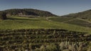 Marchesi Antinori
