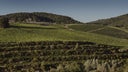 Marchesi Antinori