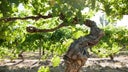 Irvine Wines