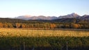Marisco Vineyards