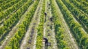 Farnese Vini