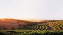 Hardys Wines